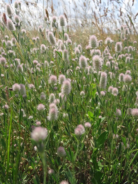 Hasen-Klee / Trifolium arvense