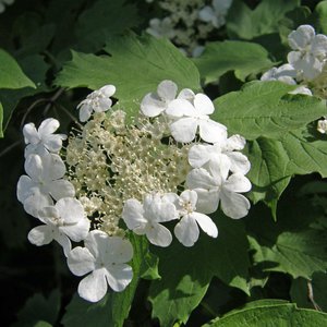 Gewöhnlicher Schneeball / Viburnum opulus