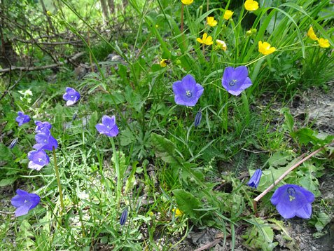 Scheuchzers-Glockenblume / Campanula scheuchzeri