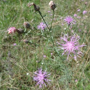 Rispen-Flockenblume / Centaurea stoebe