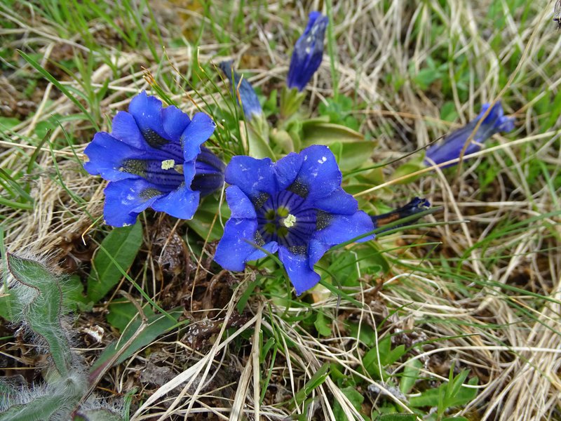 Stängelloser Enzian / Gentiana acaulis
