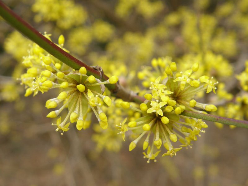 Kornelkirsche / Cornus mas