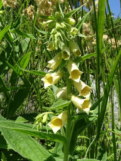 Großblütiger Fingerhut / Digitalis grandiflora