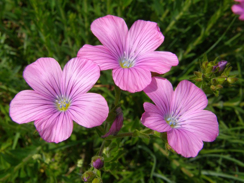 Klebriger Lein / Linum viscosum