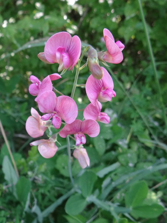 Knollen-Platterbse / Lathyrus tuberosus