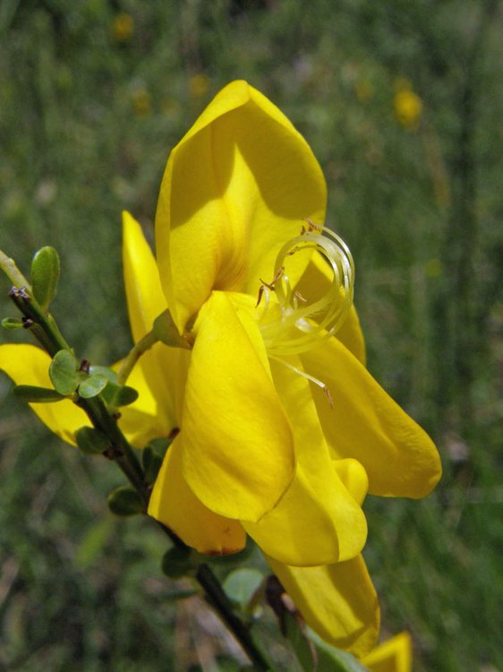 Besenginster / Cytisus scoparius