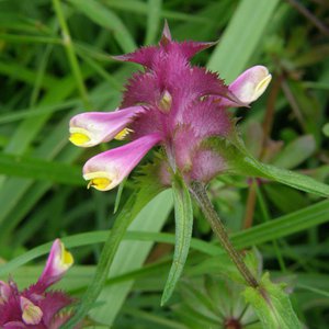 Kamm-Wachtelweizen / Melampyrum cristatum