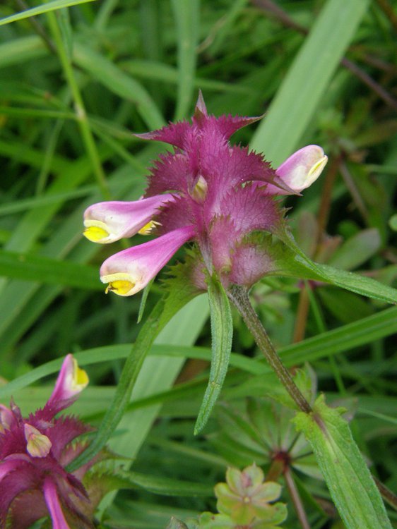 Kamm-Wachtelweizen / Melampyrum cristatum
