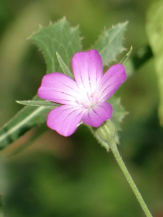 Kornrade / Agrostemma githago