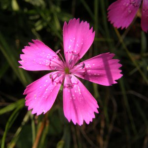 Heide-Nelke / Dianthus deltoides