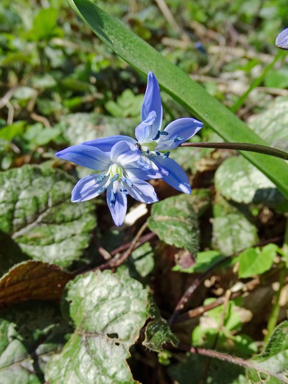 Zweiblättriger Blaustern / Scilla bifolia