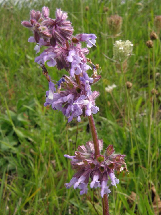 Quirlblättriger Salbei / Salvia verticillata