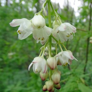 Pimpernuss / Staphylea pinnata