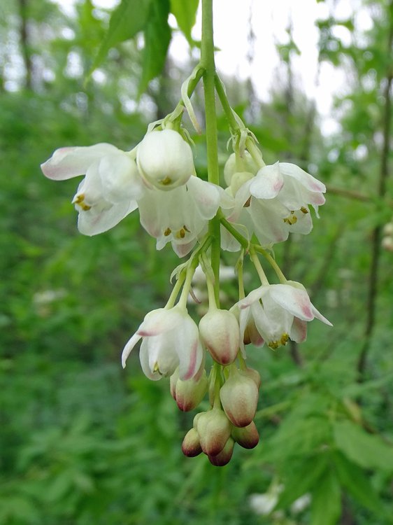 Pimpernuss / Staphylea pinnata