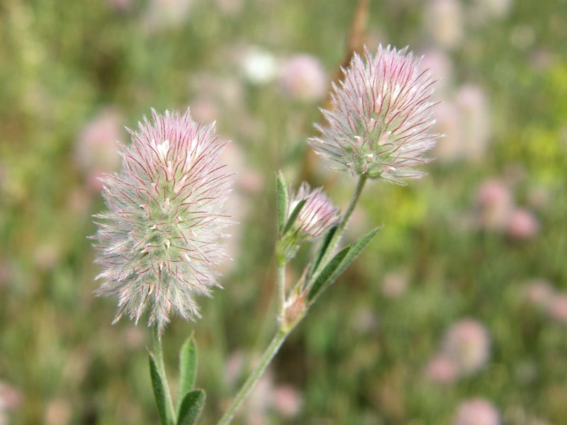 Hasen-Klee / Trifolium arvense