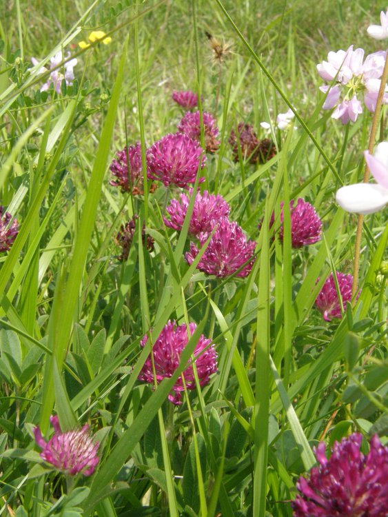 Hügel-Klee / Trifolium alpestre