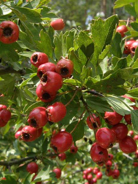 Eingriffeliger Weißdorn / Crataegus monogyna