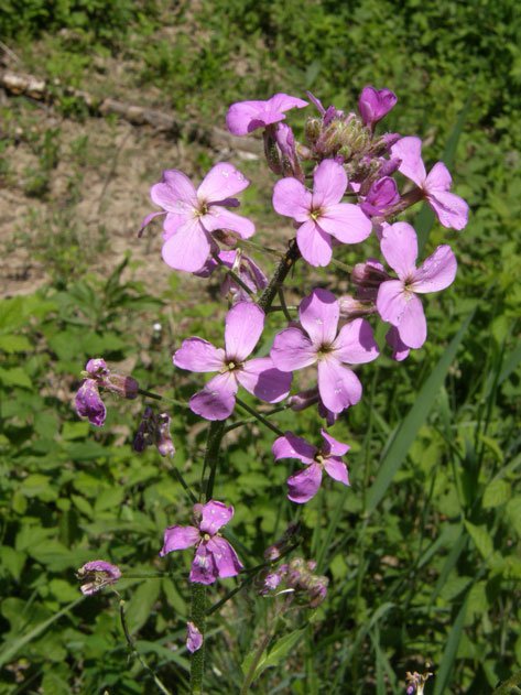 Gewöhnliche Nachtviole / Hesperis matronalis