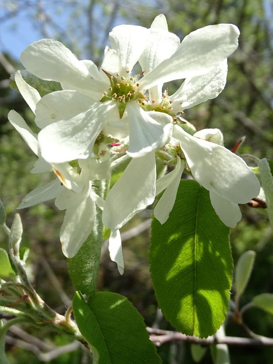 Gewöhnliche Felsenbirne / Amelanchier ovalis