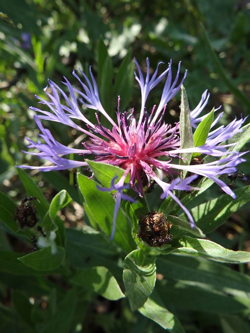 Berg-Flockenblume / Cyanus montanus