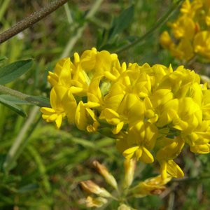 Regensburger Zwergginster / Chamaecytisus ratisbonensis