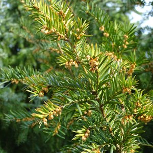 Eibe / Taxus baccata