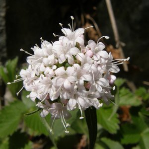 Dreischnittiger Baldrian / Valeriana tripteris