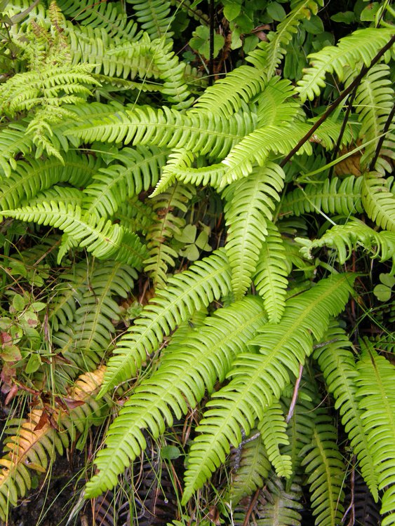 Gewöhnlicher Tüpfelfarn / Polypodium vulgare