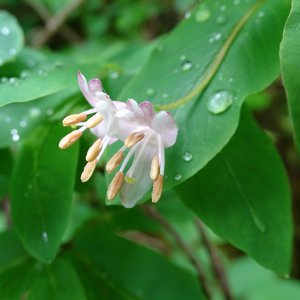 Schwarze Heckenkirsche / Lonicera nigra