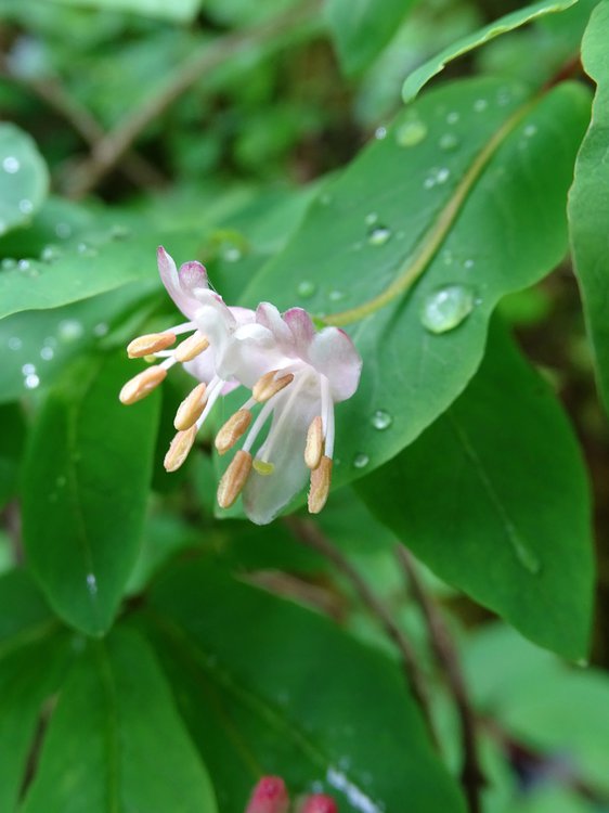 Schwarze Heckenkirsche / Lonicera nigra