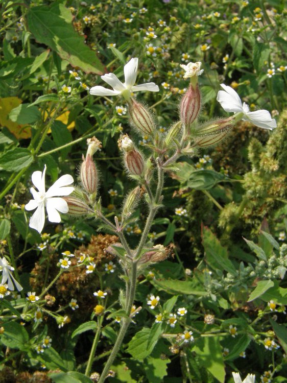 Acker-Leimkraut / Silene noctiflora