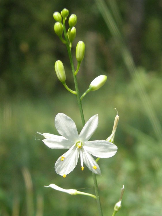 Astlose Graslilie / Anthericum liliago