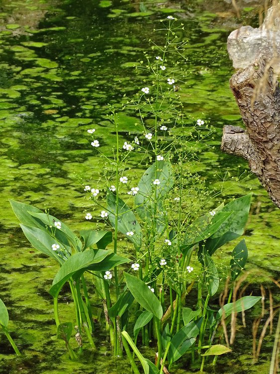 Gewöhnlicher Froschlöffel / Alisma plantago-aquatica