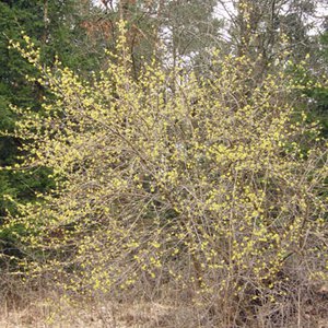 Kornelkirsche / Cornus mas