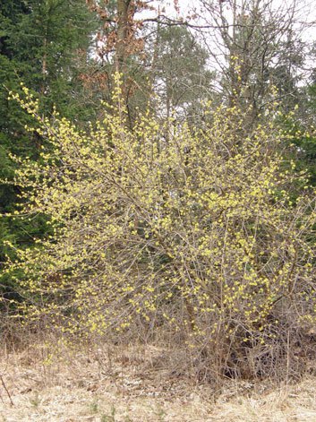 Kornelkirsche / Cornus mas