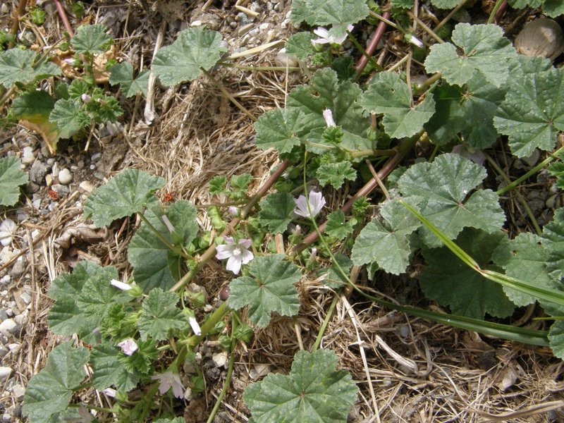 Weg-Malve / Malva neglecta