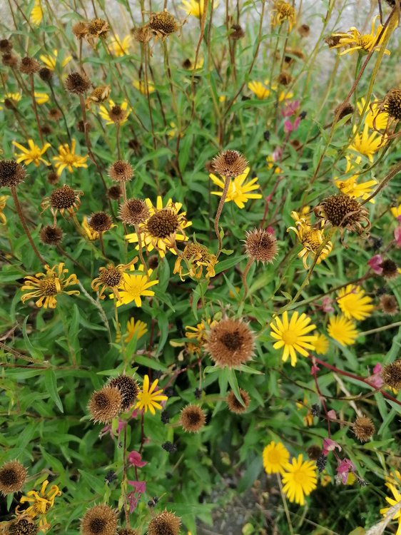 Weidenblättriges Ochsenauge / Buphthalmum salicifolium