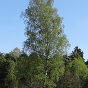 Hänge-Birke / Betula pendula