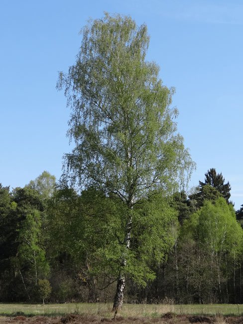 Hänge-Birke / Betula pendula
