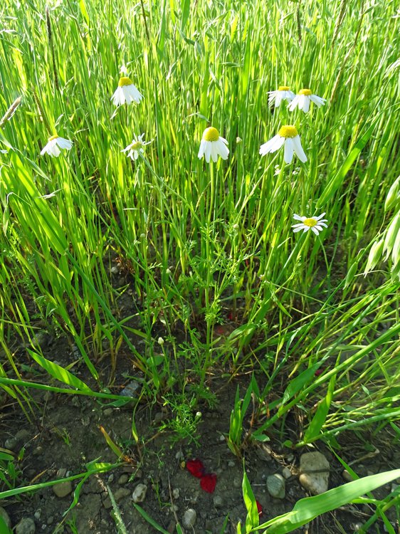 Acker-Hundskamille / Anthemis arvensis