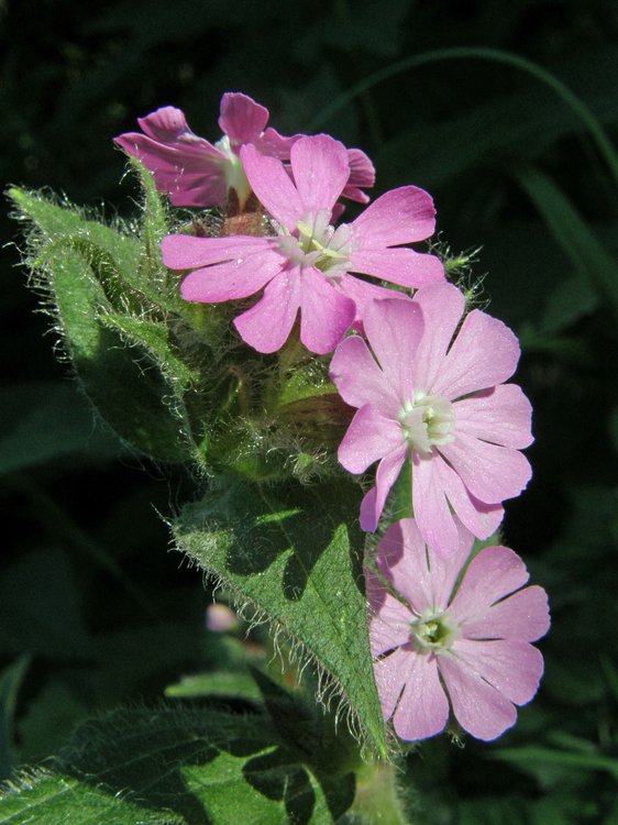 Rote Lichtnelke / Silene dioica