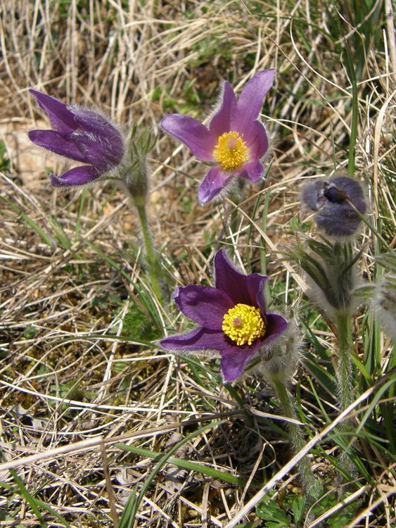 Gemeine Küchenschelle / Pulsatilla vulgaris