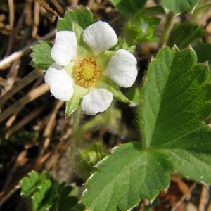 Zimt-Erdbeere / Fragaria moschata