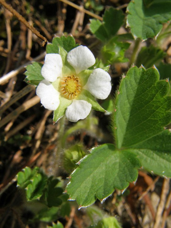 Zimt-Erdbeere / Fragaria moschata