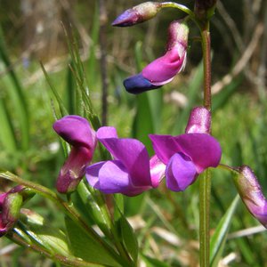 Frühlings-Platterbse / Lathyrus vernus