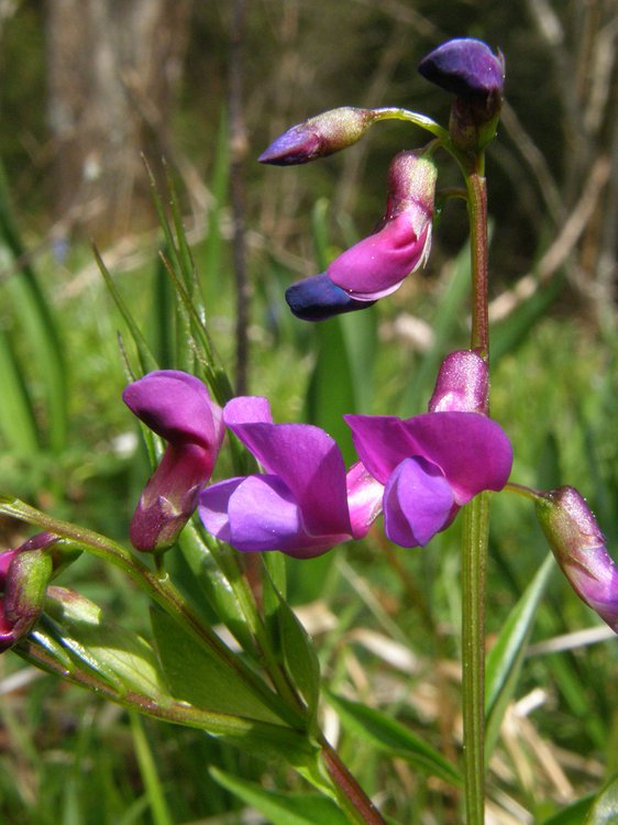 Frühlings-Platterbse / Lathyrus vernus