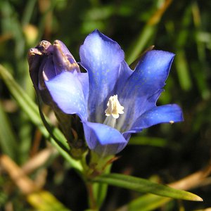 Lungen-Enzian / Gentiana pneumonanthe