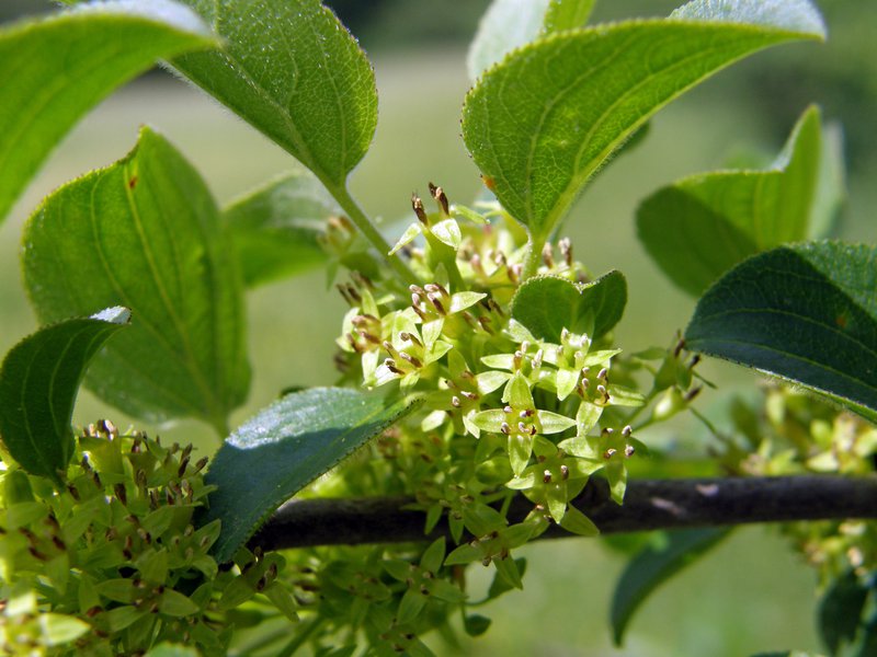 Echter Kreuzdorn / Rhamnus cathartica