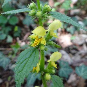 Gewöhnliche Goldnessel / Lamium galeobdolon