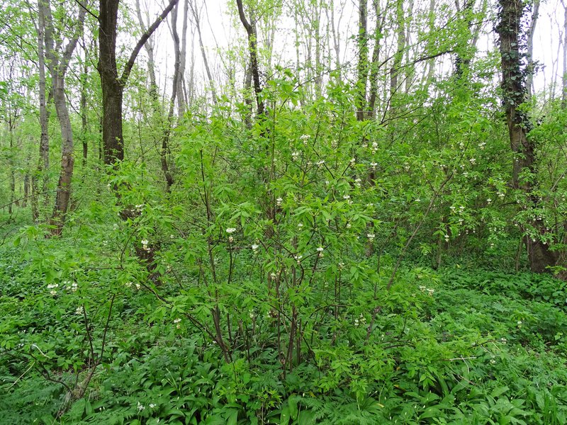 Pimpernuss / Staphylea pinnata